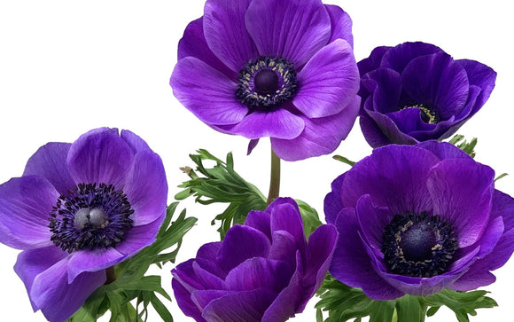 Anemonen