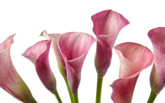Calla