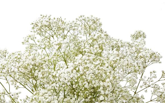 Gypsophila