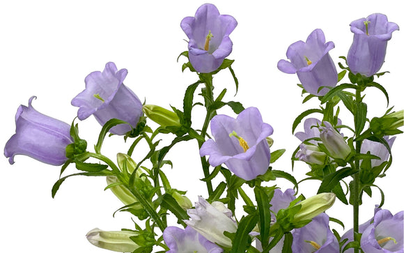 Campanula