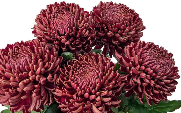 Chrysanthemen