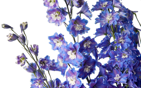 delphinium
