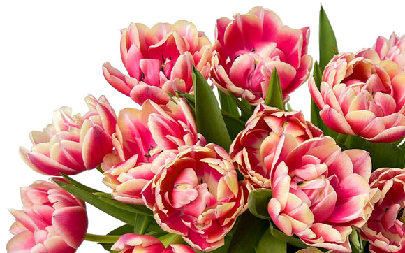 Doppelte Tulpen