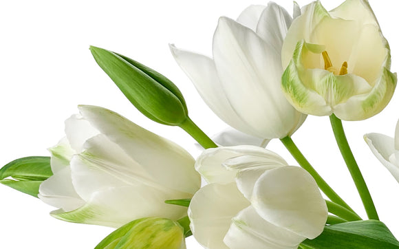 Französische Tulpen