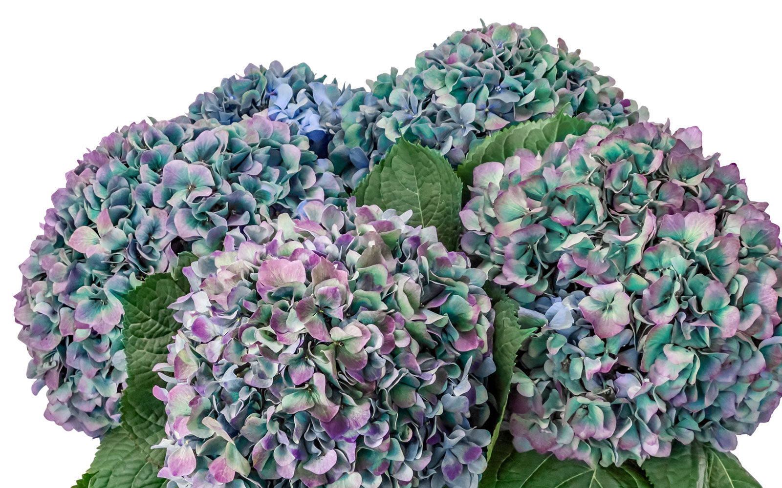 Hydrangea_Category_800x500_4cc