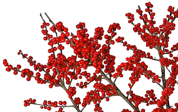 Ilex