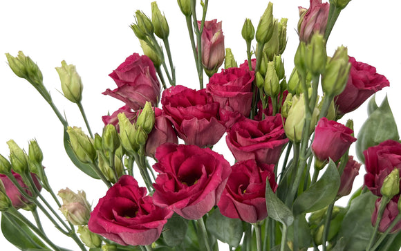 Lisianthus