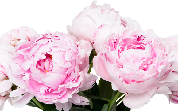Peonies