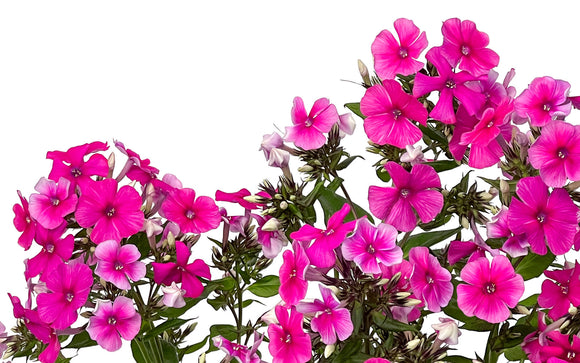 Phlox