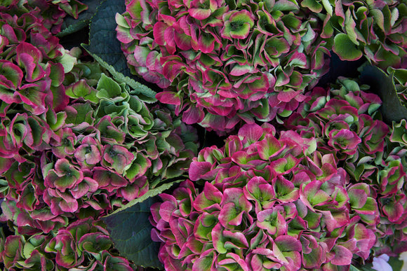 Herbstkollektion