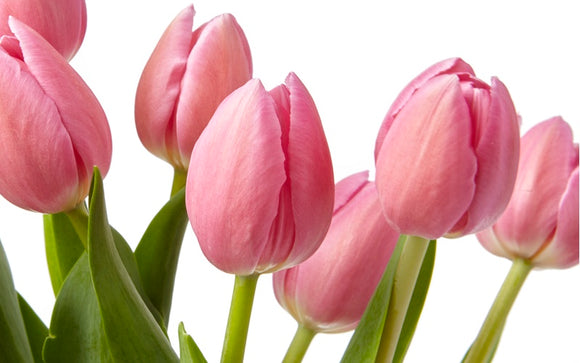 Tulpen
