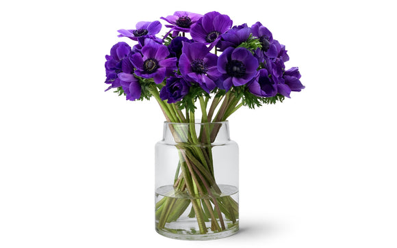 Anemonen