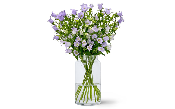 Campanula