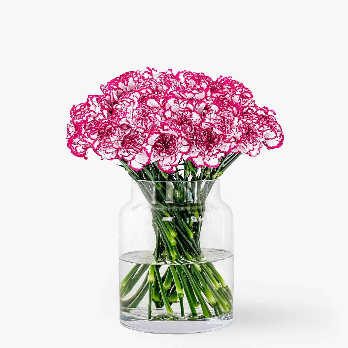 Order and buy fuchsia carnations online | Delivery throughout