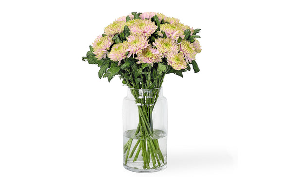 Chrysanthemen