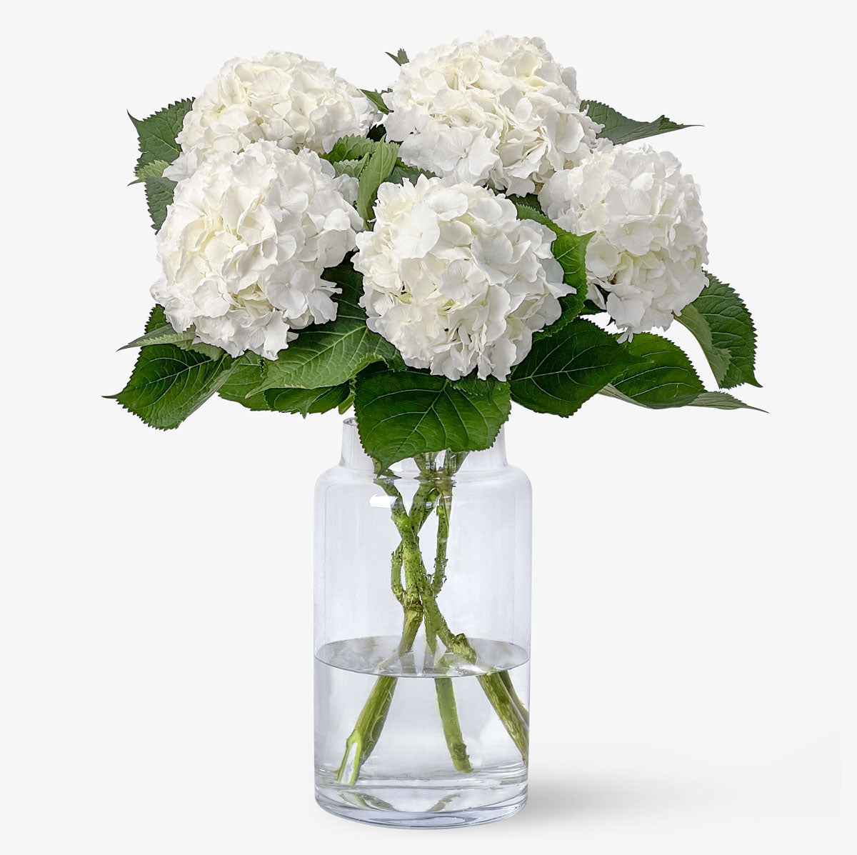 Hydrangea4936　0901 Order and buy white hydrangea online – TOM FLOWERS