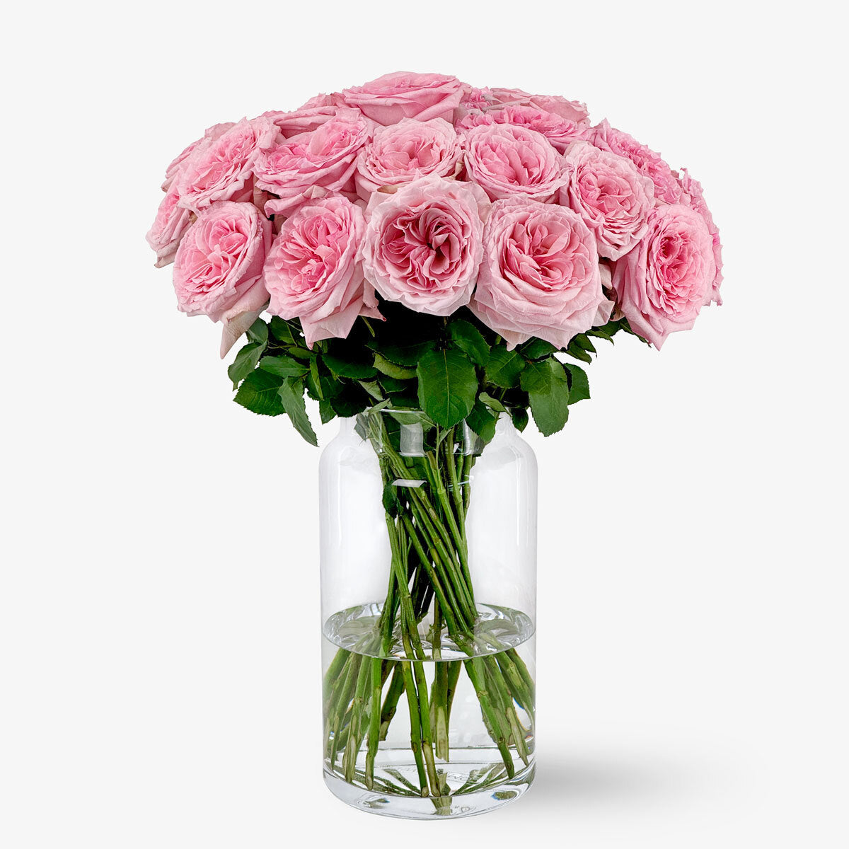 Give Pink O'Hara roses – Order online now – TOM FLOWERS
