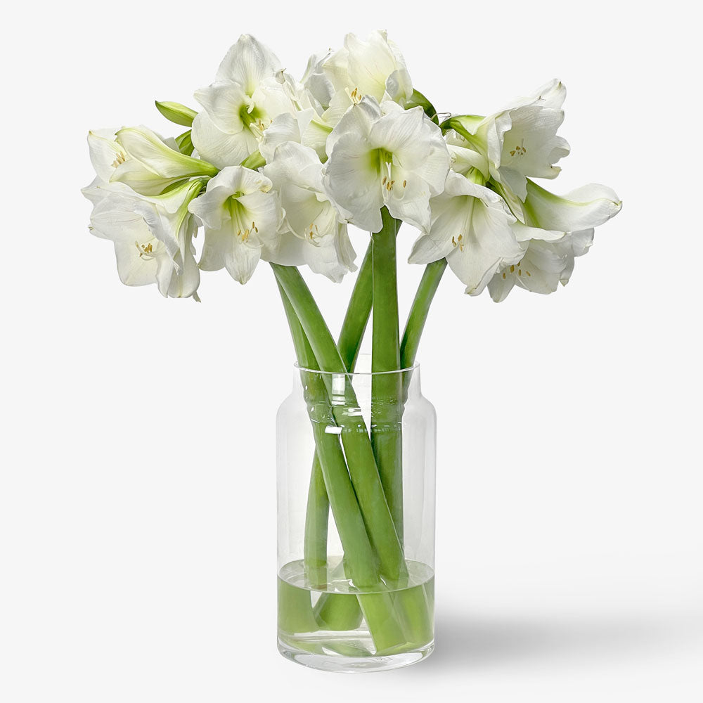 künstliche amaryllis weiß Amaryllis weiss online bestellen und kaufen – TOM FLOWERS