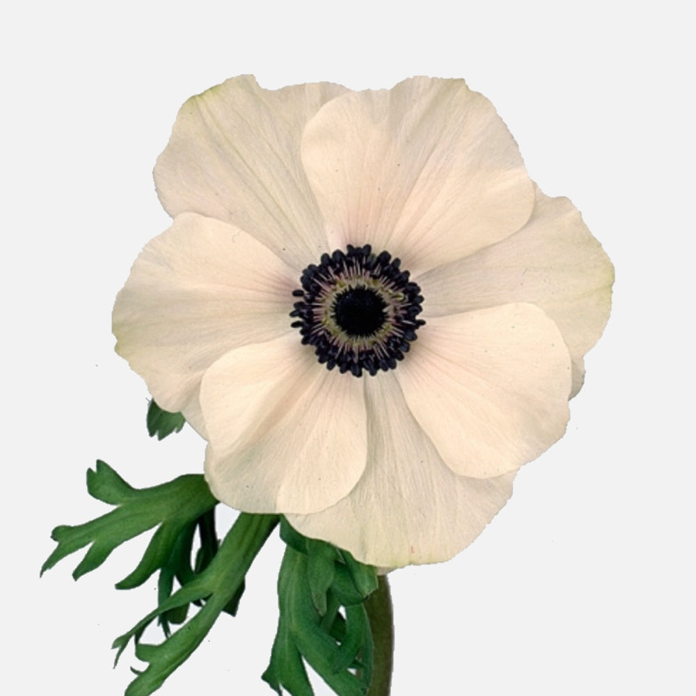 Buy Anemone white online – TOM FLOWERS