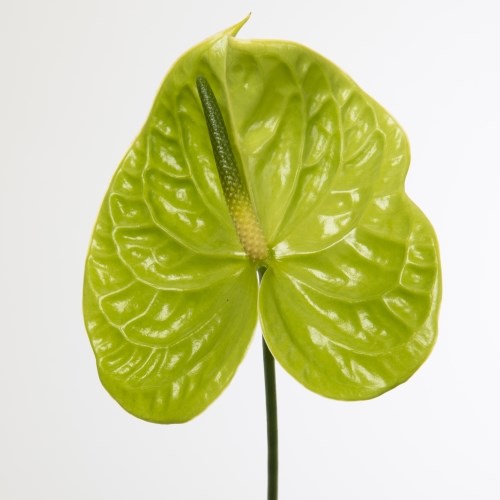 lime crime anthurium Gift anthurium lime green online – TOM FLOWERS
