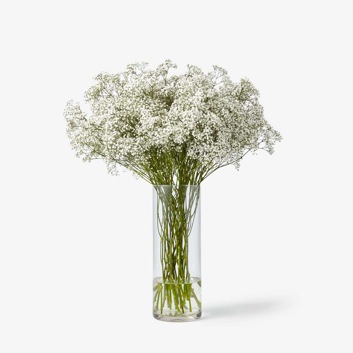 Buy white gypsophila online – TOM FLOWERS