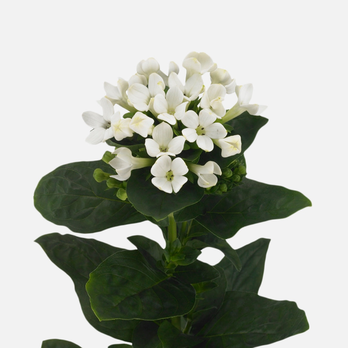 Bouvardien weiss online kaufen – TOM FLOWERS