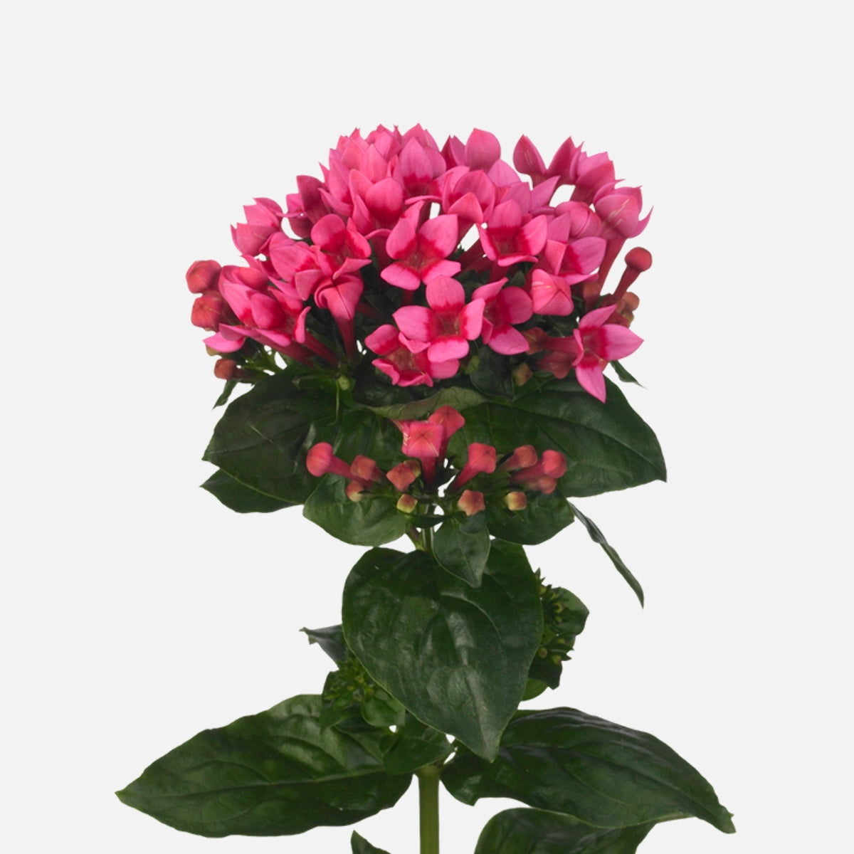 Bouvardien pink online kaufen  TOM FLOWERS