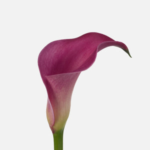 Calla pink