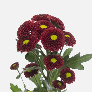 Santini Pompon bordeaux