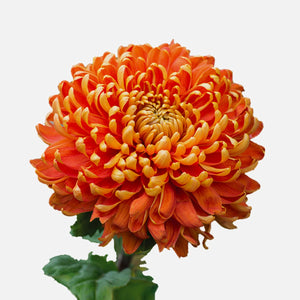 Chrysanthemen honey gold