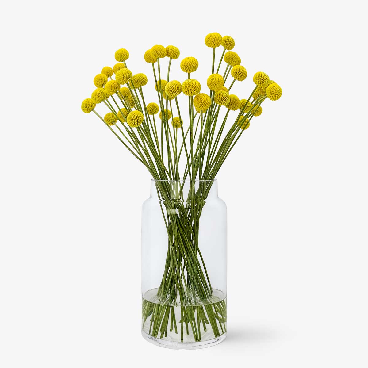 Craspedia online kaufen – TOM FLOWERS