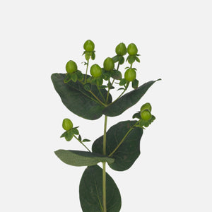 Hypericum Zweige grün