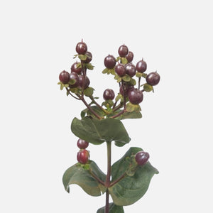 Hypericum Zweige choco