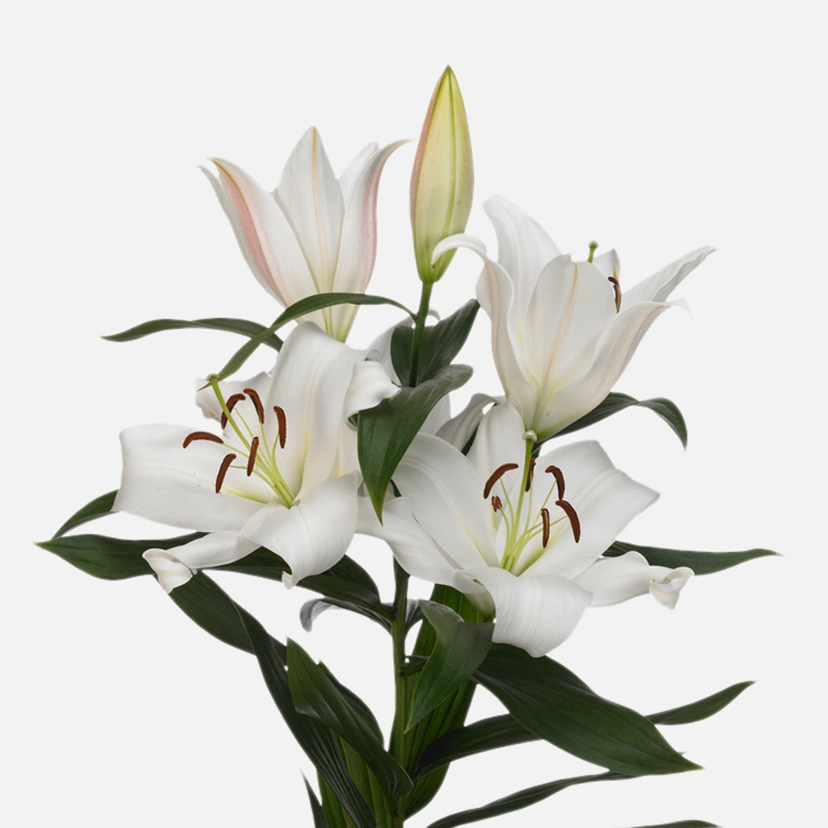lilie white Order and buy white lilies online – TOM FLOWERS