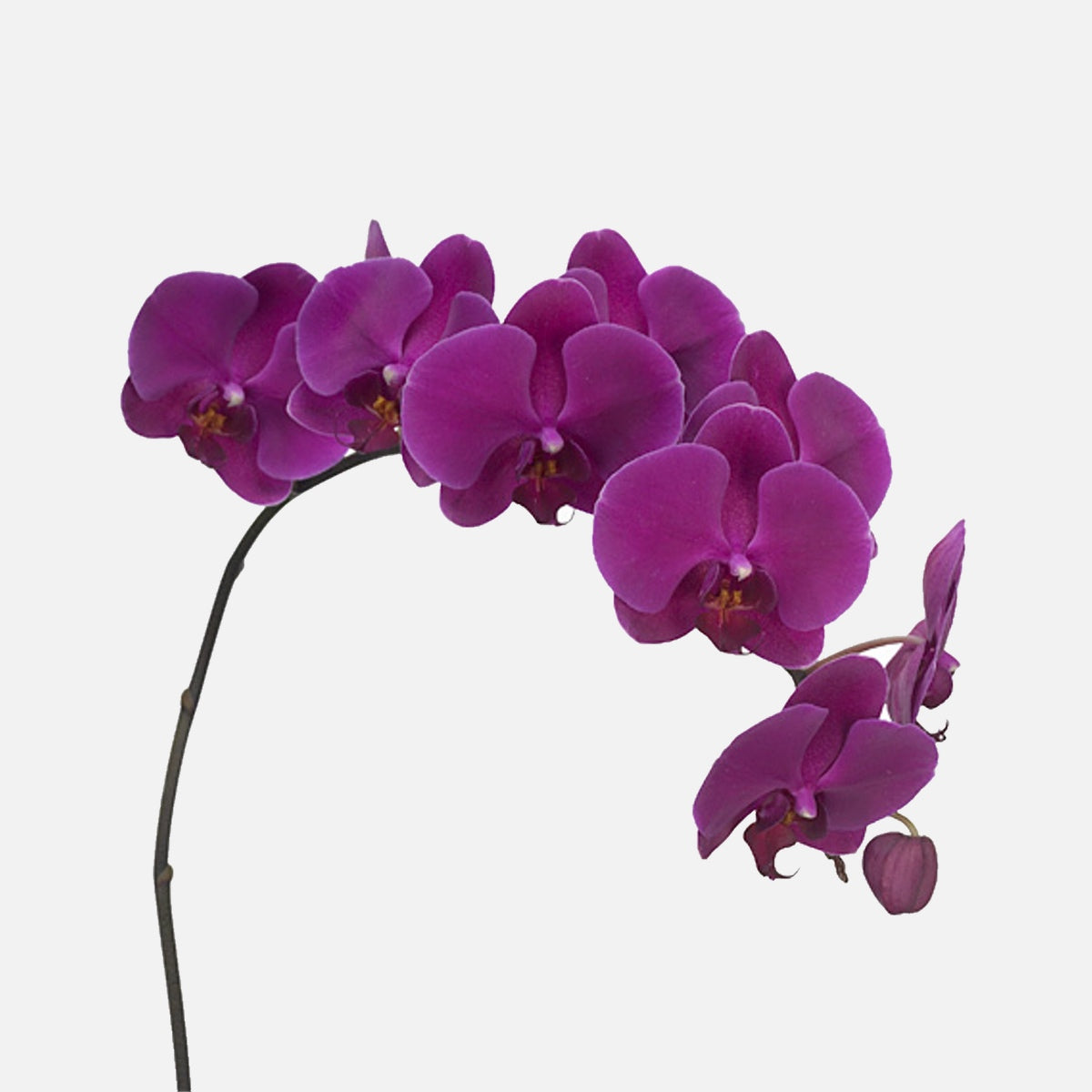 Phalaenopsis Orchideen violett