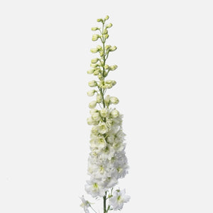 Rittersporn weiss