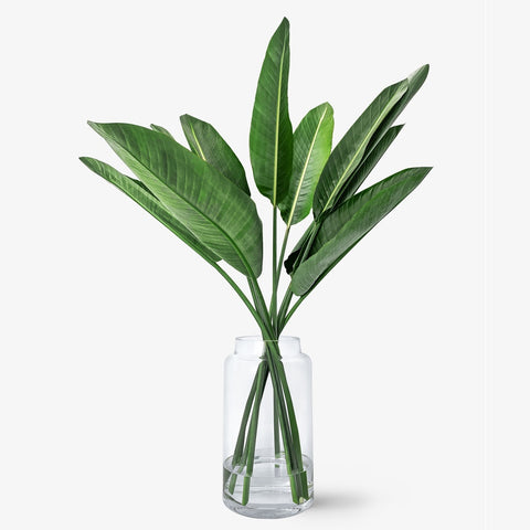 Strelitzien Blatt online kaufen – TOM FLOWERS