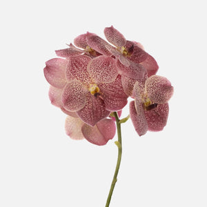 Vanda Orchideen leopard coral