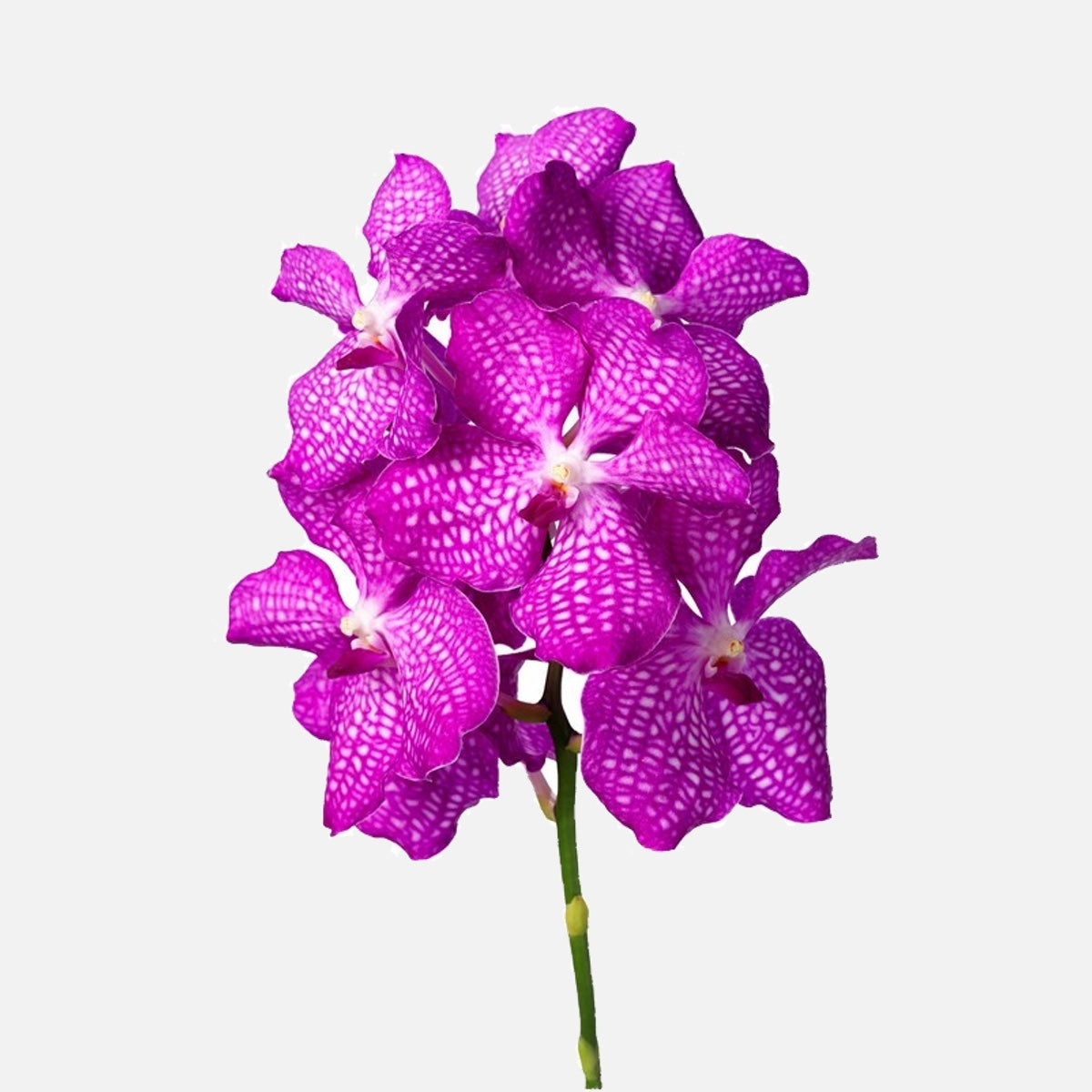 Vanda Orchideen magic pink