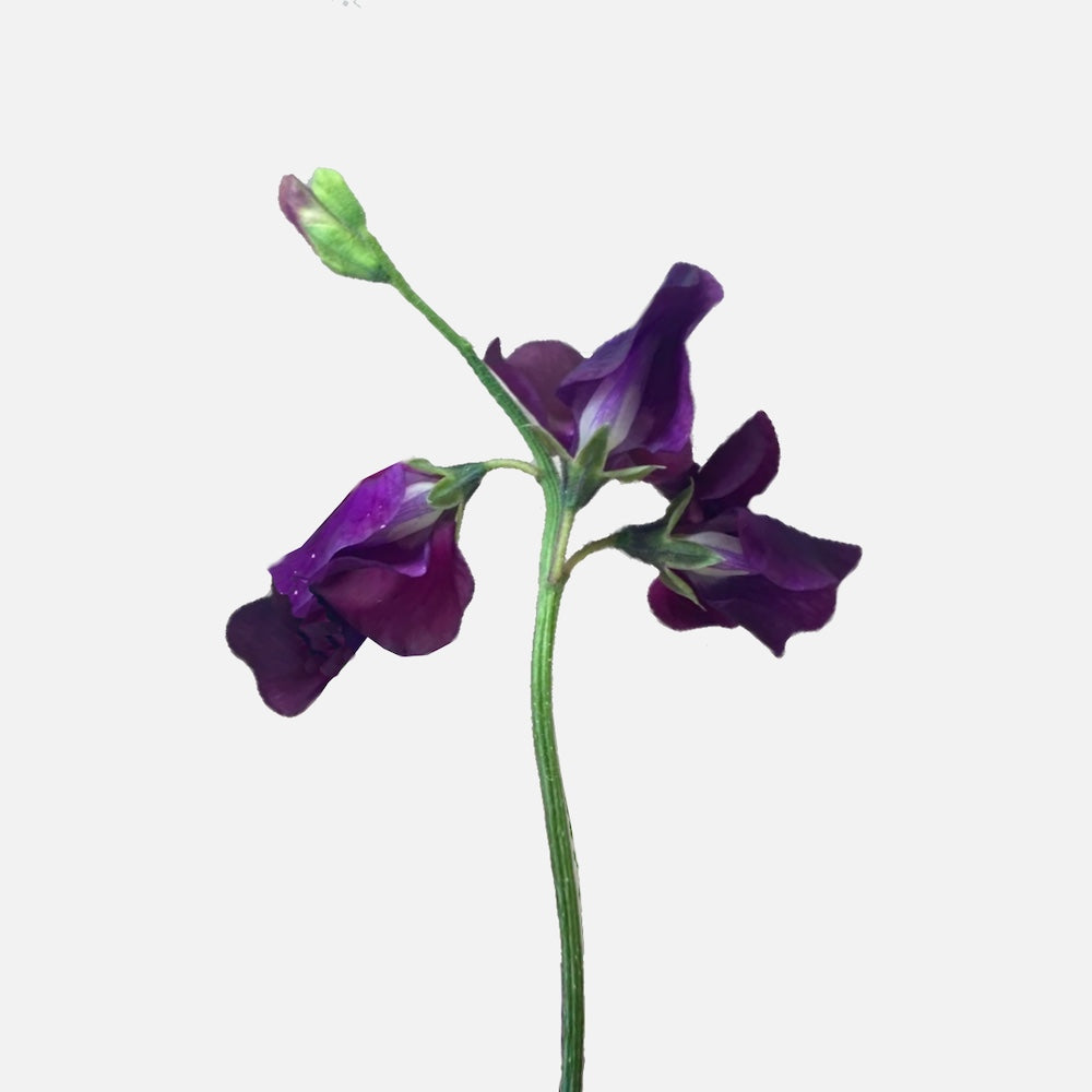 Wicken violett