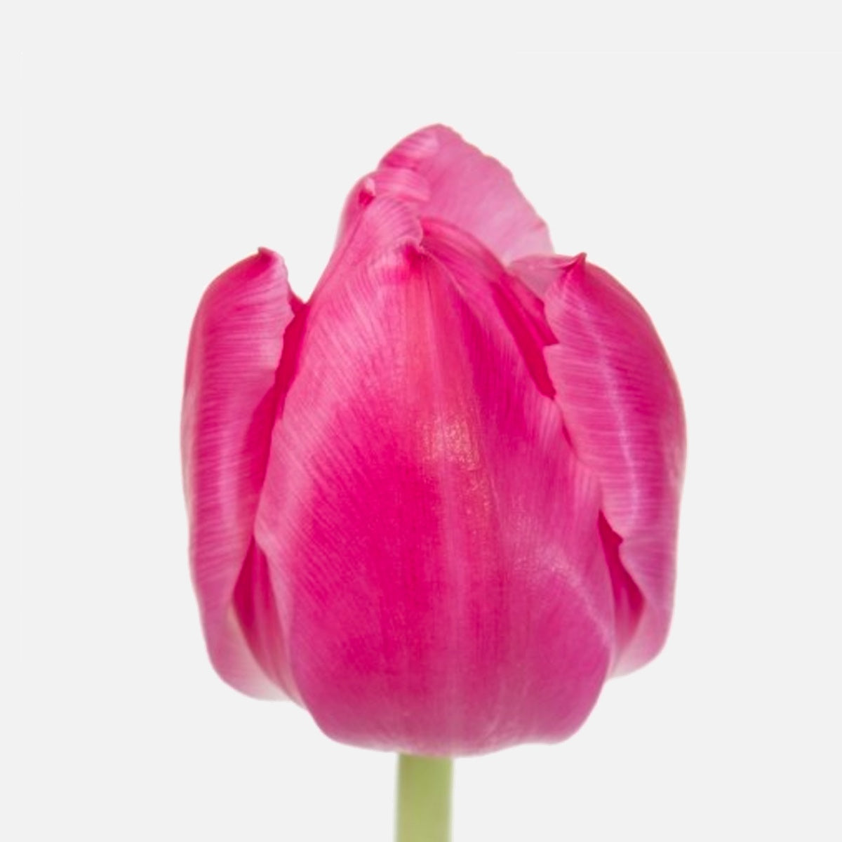 Doppelte Tulpen pink von tomflowers.ch