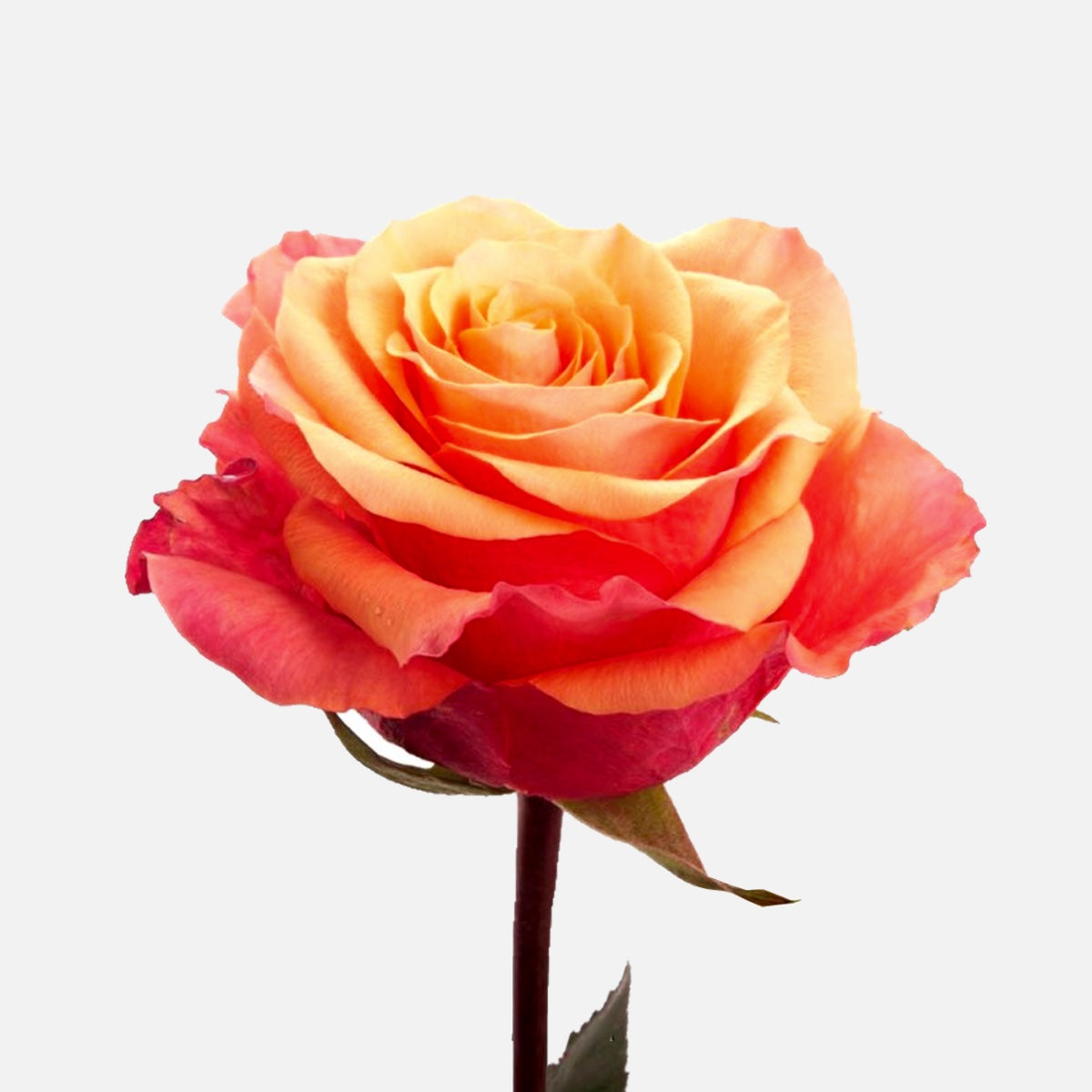 FIRE ROSE Order and buy Fire Roses online | Delivery throughout Switzerland