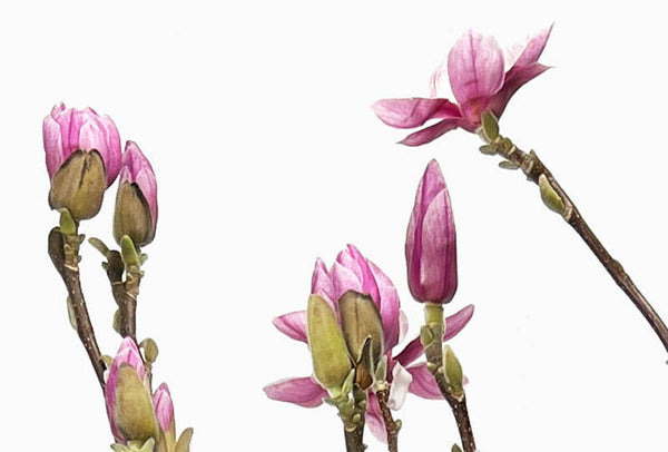 Tessiner Magnolien und Kamelien