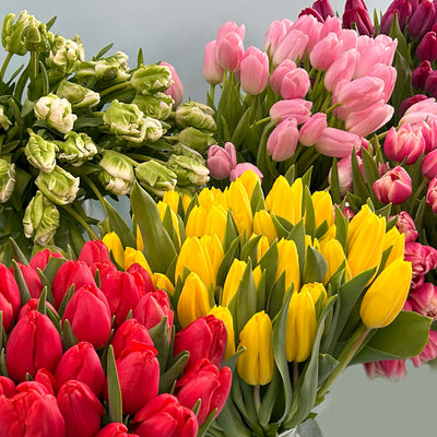 Tulpen-Abo