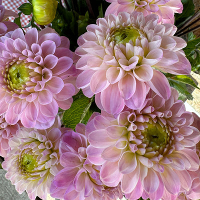 Dahlien
