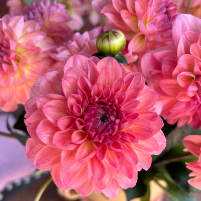 Dahlien