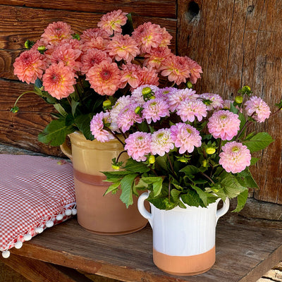 Dahlien