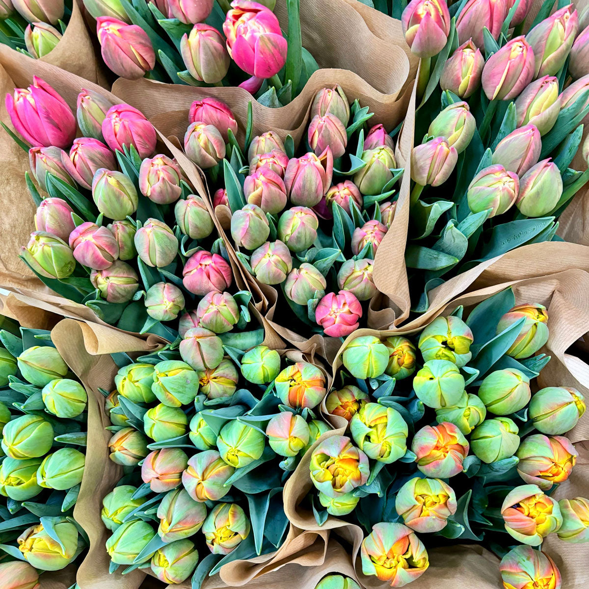 Schweizer Tulpen