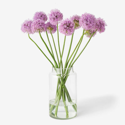Allium lila