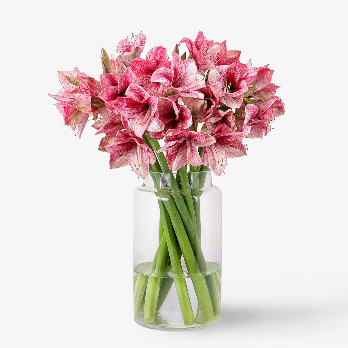 Amaryllis bicolor EXP